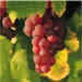 Cape Winelands